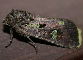 Bristly Cutworm